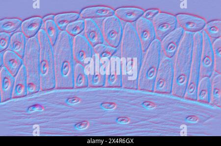 Epitelio di transizione, illustrazione. Si tratta di tessuto specializzato presente nel sistema urinario, in particolare nel rivestimento della vescica urinaria, l'ureto Foto Stock