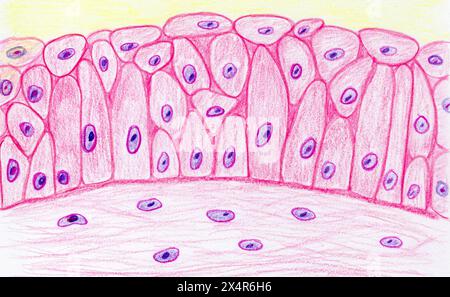 Epitelio di transizione, illustrazione. Si tratta di tessuto specializzato presente nel sistema urinario, in particolare nel rivestimento della vescica urinaria, l'ureto Foto Stock