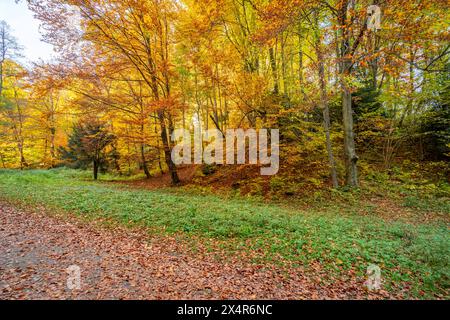 La splendida foresta autunnale del Parco Nazionale di Ojcow, Polonia Foto Stock
