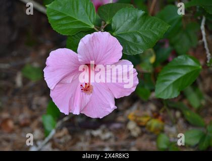 Un fiore di ibisco rosa solitario, circondato da un verde fogliame, si staglia su uno sfondo di copertura a terra di aghi di pino. Foto Stock