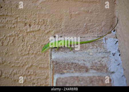 Una lucertola annole verde vivace si affaccia sul bordo di una parete di mattoni rossi, su uno sfondo marrone scuro. Foto Stock