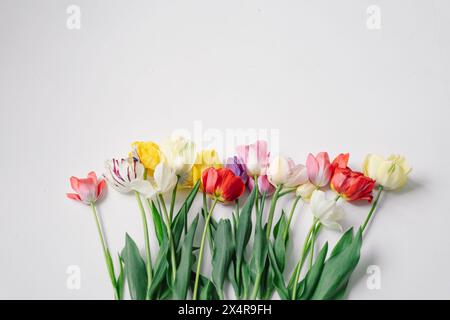 Colorato assortimento di tulipani Foto Stock