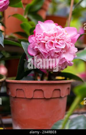 Bellissima Debbie Camellias rosa in giardino. Foto Stock