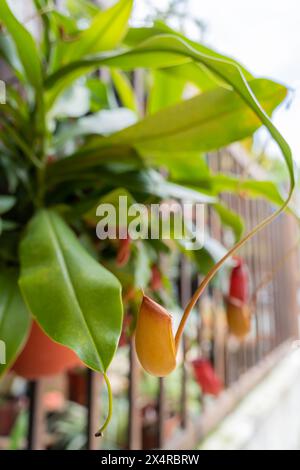 Vista ravvicinata delle Nepenthes, una splendida varietà di piante a caraffa tropicale Foto Stock