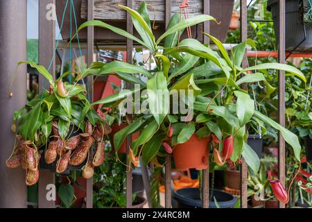 Vista ravvicinata della Nepenthes Gaya e della Nepenthes Bloody Mary. È una bella varietà di piante a caraffa tropicale Foto Stock