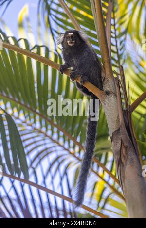 Scimmia di marmoset con ciuffi bianchi in palma a Itacimirim Beach, Praia de Itacimirim, Salvador, Bahia, Brasile Foto Stock