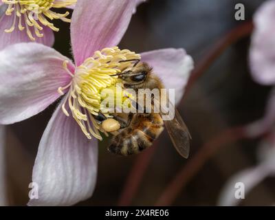 Api mellifere, Apis mellifera, su un fiore di clematide con un grande pellet di polline incollato sul cestello del polline sulla gamba posteriore Foto Stock