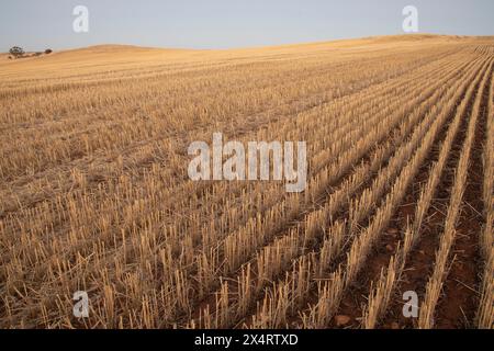 Tipico paesaggio della cintura a grano dopo il raccolto in Australia Occidentale. Foto Stock