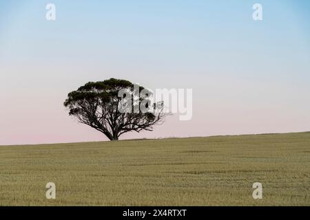 Tipico paesaggio della cintura di grano nell'Australia Occidentale. Foto Stock