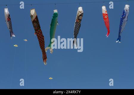 Sagamihara, Giappone. 4 maggio 2024. Piccoli kit che volano sopra i koinobori (carpe che segnano la giornata dei bambini) al Sagami Giant Kite Festival (Sagami no Oodako). Il festival è iniziato negli anni '1830 del XX secolo, gli aquiloni giganti, alcuni alti oltre 15 metri, realizzati con bambù e carta fatta a mano, sono fatti volare sul fiume Sagami da squadre provenienti dalle città circostanti. (Foto di Damon Coulter/SOPA Images/Sipa USA) credito: SIPA USA/Alamy Live News Foto Stock