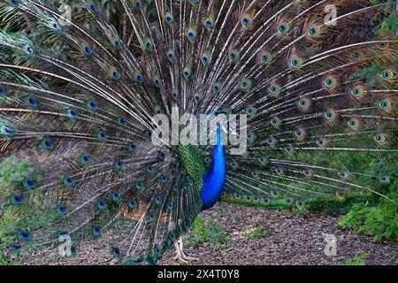 Indian Peafowl - pavoni con coda aperta Foto Stock