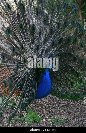 Indian Peafowl - pavoni con coda aperta Foto Stock