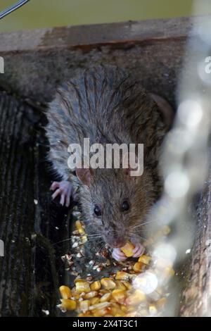 Ratto bruno, ratto bruno comune, ratto norvegese, (Rattus norvegicus forma domestica), che si nutre di mais nello zoo di Zagabria, Croazia Foto Stock