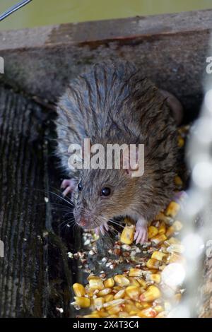 Ratto bruno, ratto bruno comune, ratto norvegese, (Rattus norvegicus forma domestica), che si nutre di mais nello zoo di Zagabria, Croazia Foto Stock
