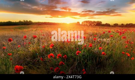 Il sole che tramonta su un campo di papaveri in campagna, in Austria Foto Stock