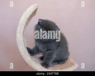 Il gattino blu britannico è molto bello. Il gattino britannico sembra dritto. Il gattino britannico guarda molto da vicino Foto Stock