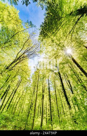 Il sole radioso filtra tra tra i lussureggianti rami di alberi nella tranquilla foresta, illuminando il paesaggio naturale con un caldo bagliore Foto Stock