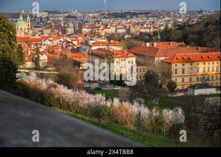 Mandorli fioriti, edificio sulla collina di Jansky, panorama di Praga. Praga, repubblica ceca, Foto Stock
