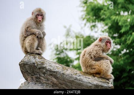 Macaco giapponese allo zoo di Ueno a Tokyo, Giappone. I giardini zoologici di Ueno sono il più antico zoo del Giappone. Foto Stock