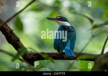 kingfisher con colletto (Todiramphus chloris) o kingfisher con colletto bianco o kingfisher con mangrovie da vicino a Singapore. Foto Stock