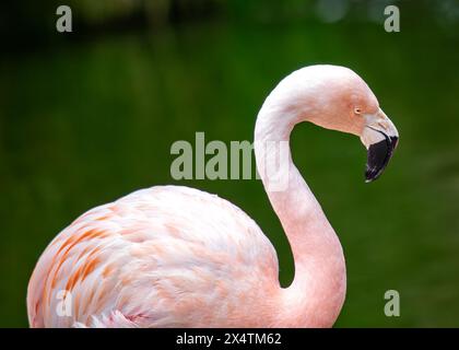 Elegante fenicottero rosa con gambe gialle e becco nero. Nudi nei laghi poco profondi delle Ande, nutriti di alghe e minuscoli crostacei. Foto Stock