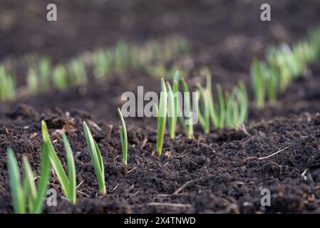 Giovani germogli verdi che emergono da un terreno ricco e scuro in giardino, segnando l'inizio di un nuovo ciclo di crescita all'inizio della primavera. I germogli di aglio sono germogliati nel campo di un contadino. Foto Stock