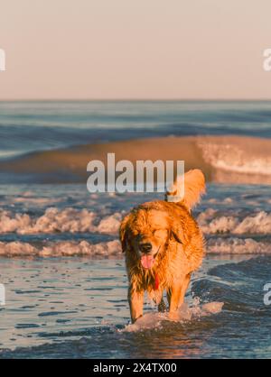 Max vive la sua vita migliore in spiaggia, giocando nell'oceano. Foto Stock