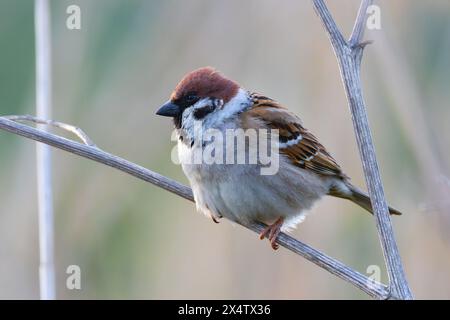 Primo piano maschile del passero eurasiatico (Passer montanus) Foto Stock