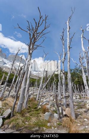 Bosco bruciato sulla valle Francese, Parco Nazionale Torres del Paine, Cile. Patagonia Cilena Foto Stock