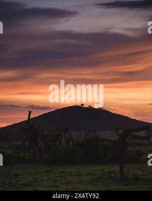 Tramonto spettacolare su Masai Mara, cielo colorato e alberi di acacia Foto Stock