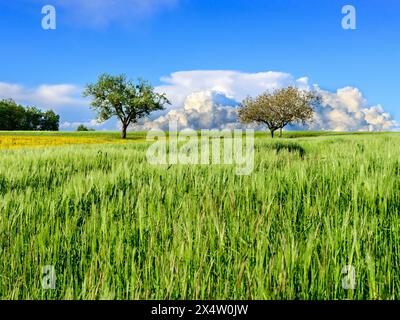 Cumulonimbus tuono nuvole che si formano in lontananza su terreni agricoli con colture di segale che crescono in primavera - sud-Touraine, Francia centrale. Foto Stock