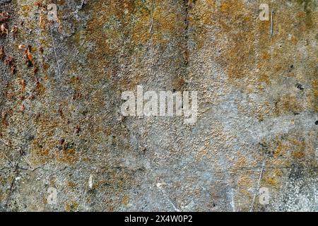 Vecchia trama di pareti mossy per uno sfondo grunge Foto Stock