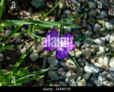 Primo piano di fiori di coccodrillo rosa Agrostemma githago che cresce all'aperto nel prato di fiori selvatici Foto Stock