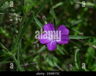 Primo piano di fiori di coccodrillo rosa Agrostemma githago che cresce all'aperto nel prato di fiori selvatici Foto Stock