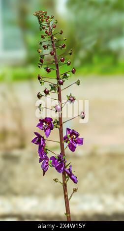 Mulleina viola (Verbascum phoeniceum), mulleina fenicia Foto Stock