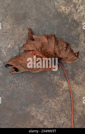 Foglie autunnali ricciolate di colore marrone e gambo lungo di acero norvegese adagiato su metallo opacizzato Foto Stock