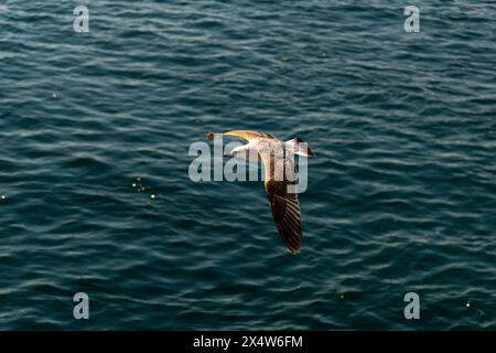 Immortalato la bellezza mozzafiato della storica penisola di Istanbul, 2024 Foto Stock