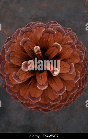 Vista ravvicinata dall'alto del cono aperto maturo del pino di Monterey Foto Stock