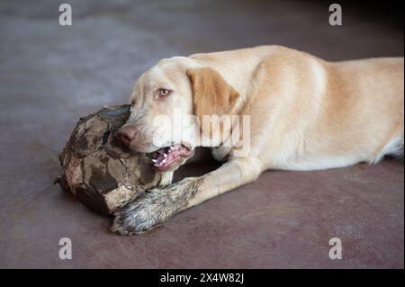 Palla da morso per cani labrador PET sullo sfondo del piano della casa Foto Stock