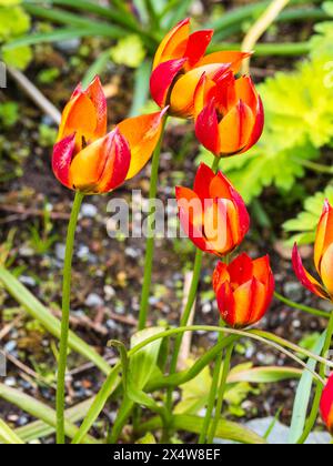 Fiori primaverili rossi e gialli della resistente lampadina di tulipani di seppia, Tulipa "piccola Principessa" Foto Stock