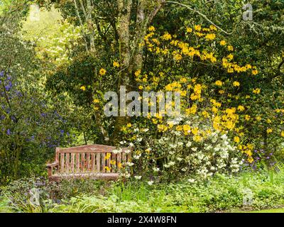 Panchina da giardino tra la crescita primaverile e i fiori gialli di Rhododendron 'Golden Oriole' presso la Garden House, Devon Foto Stock