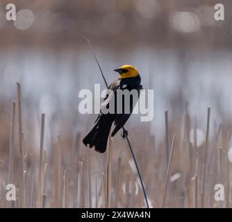 Un uccello nero dalla testa gialla (Xanthocephalus xanthocephalus) è arroccato su una canna in una palude nel Dakota del Sud. Foto Stock
