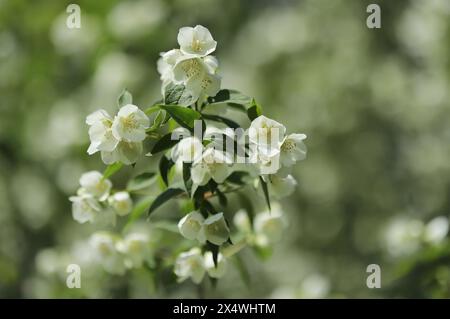 Arancio dolce (Philadelphus coronarius) Foto Stock