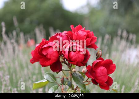 Bellissime rose rosse in giardino Foto Stock