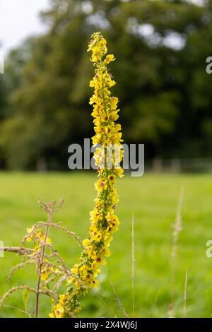 Il Verbascum vulgare, comunemente noto come mulleina comune, è una specie di pianta in fiore della famiglia delle mulleine. Foto Stock