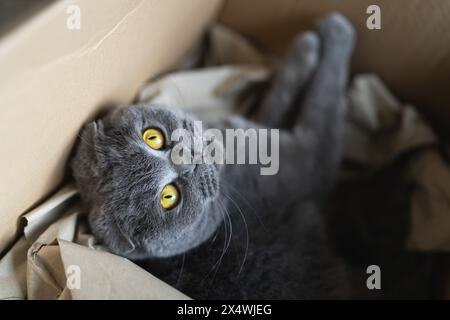 Gatto grigio scozzese Fold con occhi gialli che riposa in una scatola di cartone, guardando in alto con curiosità Foto Stock