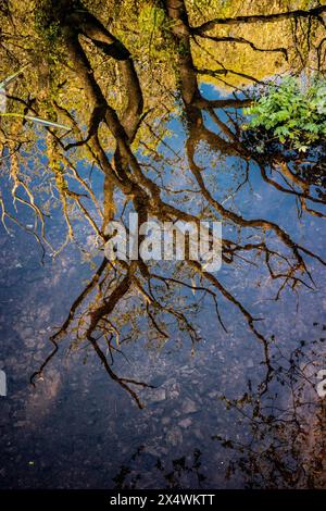 Riflesso astratto dell'albero nell'acqua - concetto invertito. Foto Stock