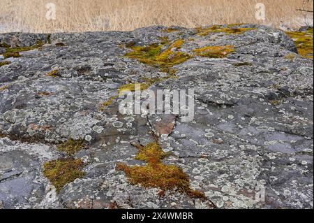 muschio e licheni su rocce granitiche nella foresta Foto Stock