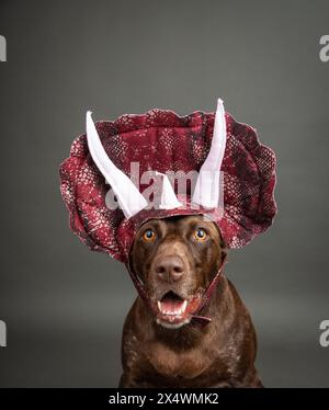 Liver roan German Shorthaired Pointer indossa un cappello di dinosauro Triceratops Foto Stock