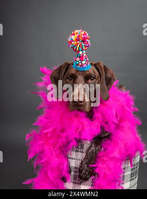 Puntatore tedesco a pelo corto seduto su uno sgabello con cappello da festa e boa di piume rosa Foto Stock